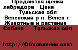 Продаются щенки лабрадора › Цена ­ 10 000 - Тульская обл., Веневский р-н, Венев г. Животные и растения » Собаки   . Тульская обл.